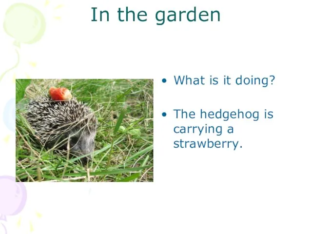In the garden What is it doing? The hedgehog is carrying a strawberry.