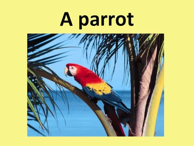 A parrot