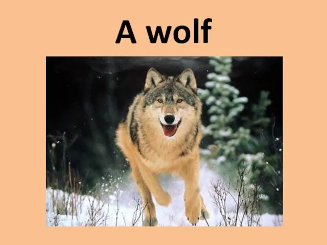 A wolf