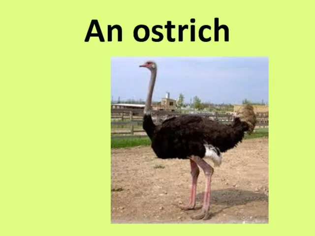 An ostrich