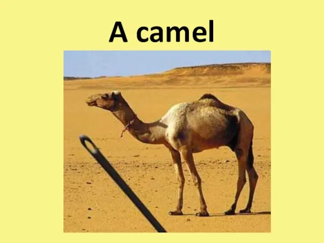 A camel