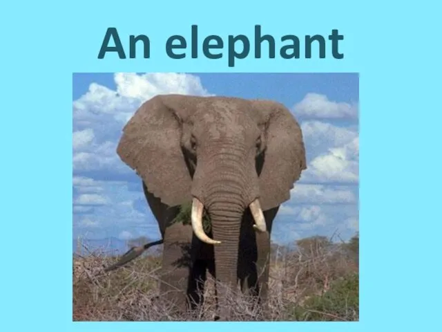 An elephant