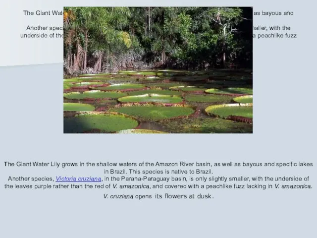 The Giant Water Lily grows in the shallow waters of the Amazon