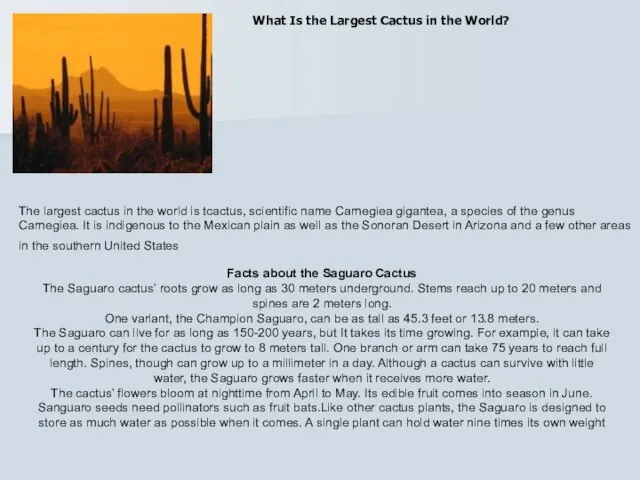 What Is the Largest Cactus in the World? The largest cactus in