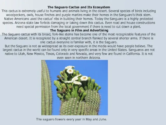 The saguaro flowers every year in May and June. The Saguaro Cactus