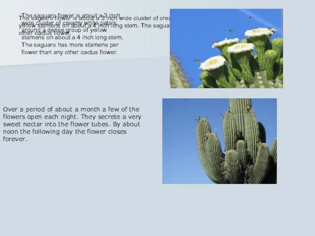 The saguaro flower is about a 3 inch wide cluster of creamy