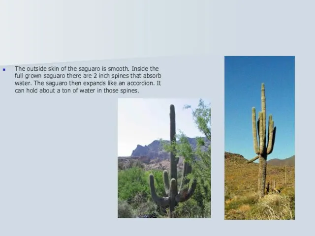 The outside skin of the saguaro is smooth. Inside the full grown