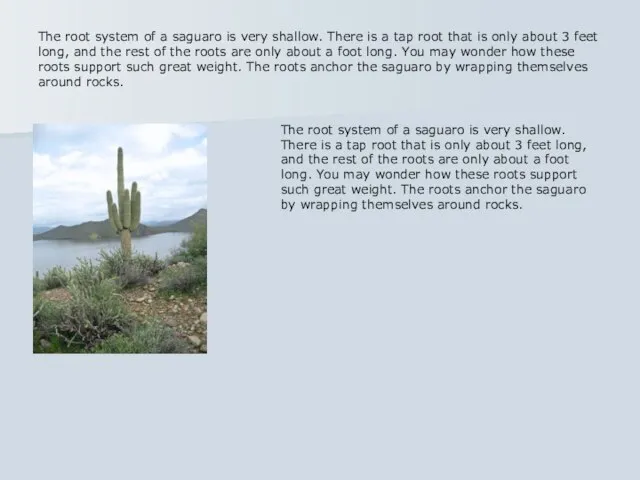 The root system of a saguaro is very shallow. There is a