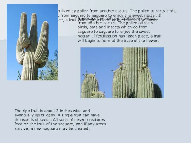 A saguaro can only be fertilized by pollen from another cactus. The