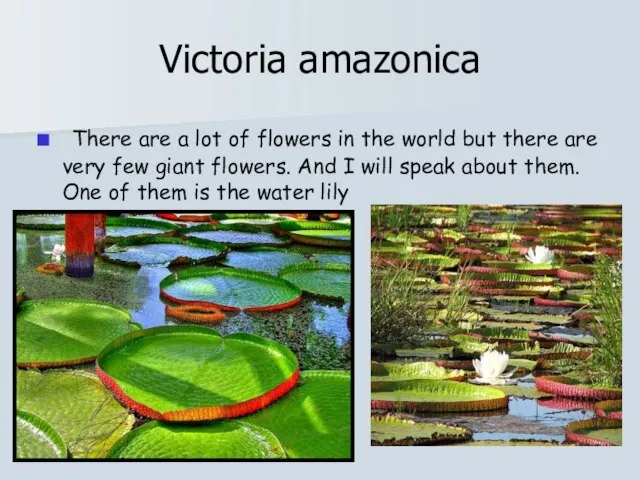 Victoria amazonica There are a lot of flowers in the world but