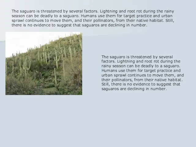 The saguaro is threatened by several factors. Lightning and root rot during