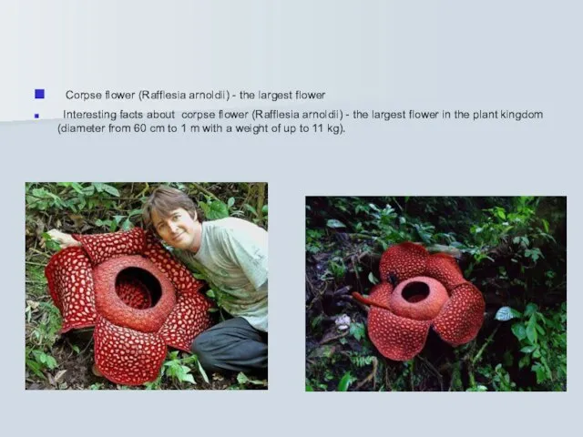 Corpse flower (Rafflesia arnoldii) - the largest flower Interesting facts about corpse