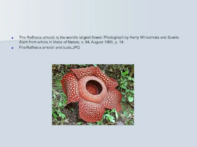 The Rafflesia arnoldii is the world's largest flower. Photograph by Harry Wiriadinata