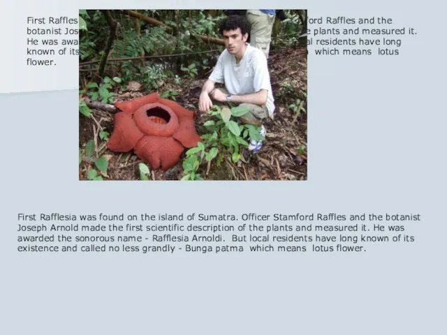 First Rafflesia was found on the island of Sumatra. Officer Stamford Raffles