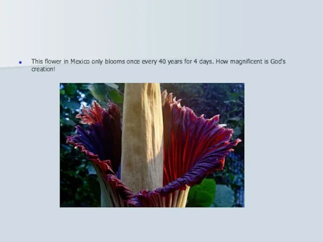 This flower in Mexico only blooms once every 40 years for 4