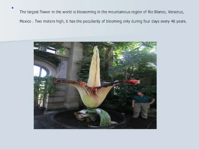 The largest flower in the world is blossoming in the mountainous region