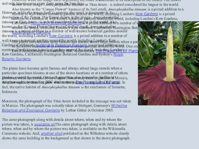 This email forward claims that an attached photograph depicts a flower growing