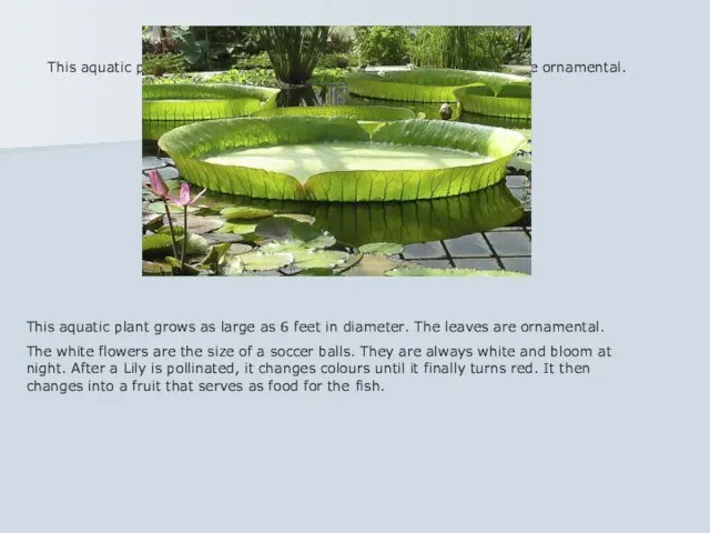 This aquatic plant grows as large as 6 feet in diameter. The