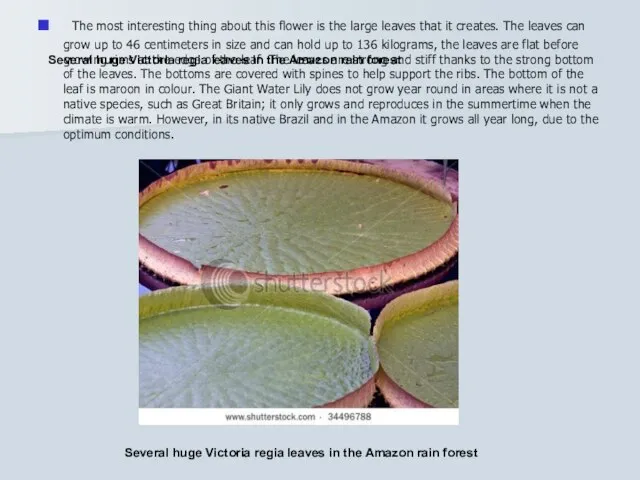 Several huge Victoria regia leaves in the Amazon rain forest The most