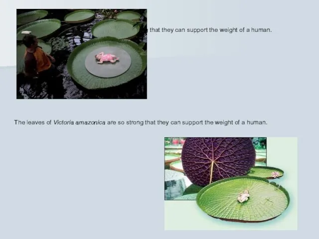 The leaves of Victoria amazonica are so strong that they can support