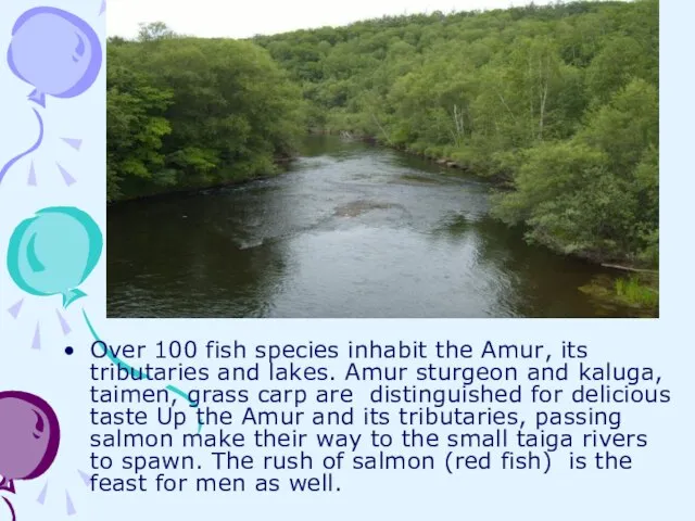 Over 100 fish species inhabit the Amur, its tributaries and lakes. Amur