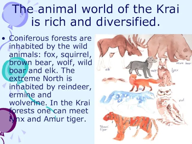 The animal world of the Krai is rich and diversified. Coniferous forests