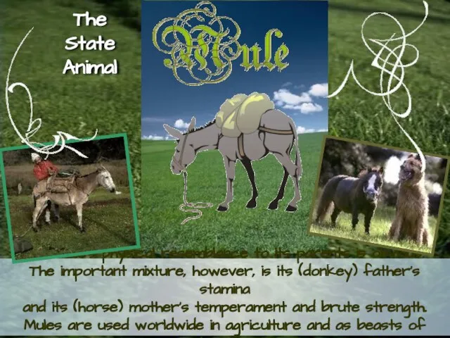 The mule’s physical resemblance to its parents is obvious. The important mixture,