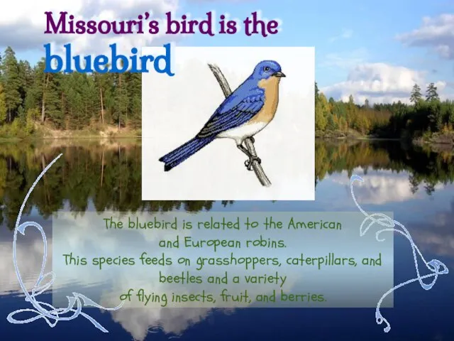 The bluebird is related to the American and European robins. This species