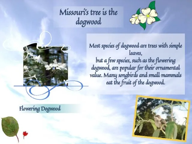 Most species of dogwood are trees with simple leaves, but a few