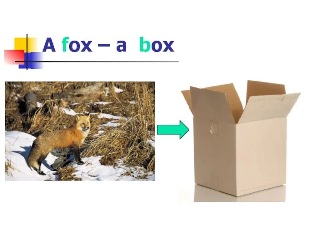 A fox – a box