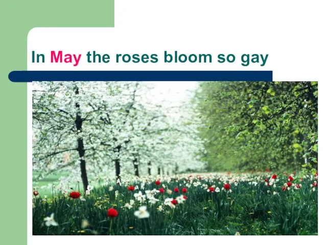 In May the roses bloom so gay