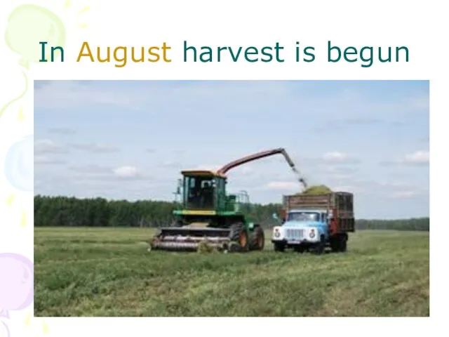 In August harvest is begun