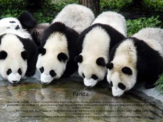 Panda. Most panda, bamboo, or a bear - a mammal family of