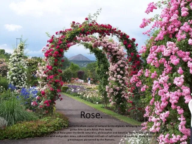 Rose. Rose - adopted in decorative horticulture name of cultural forms ofplants