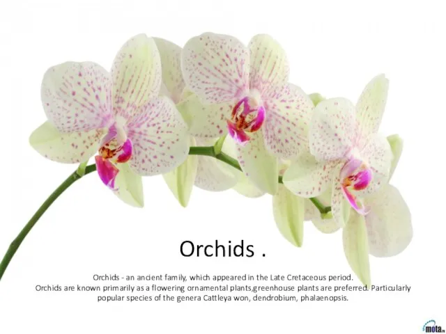 Orchids . Orchids - an ancient family, which appeared in the Late