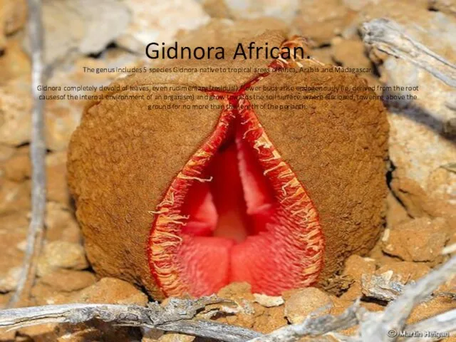 Gidnora African. The genus includes 5 species Gidnora native to tropical areas