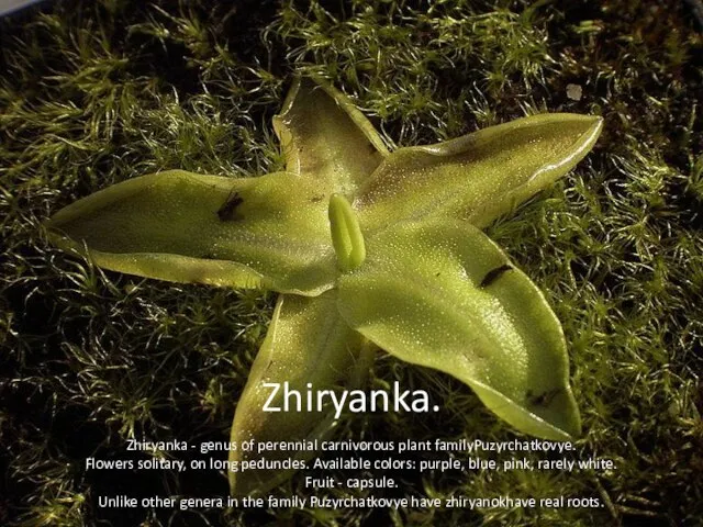 Zhiryanka. Zhiryanka - genus of perennial carnivorous plant familyPuzyrchatkovye. Flowers solitary, on