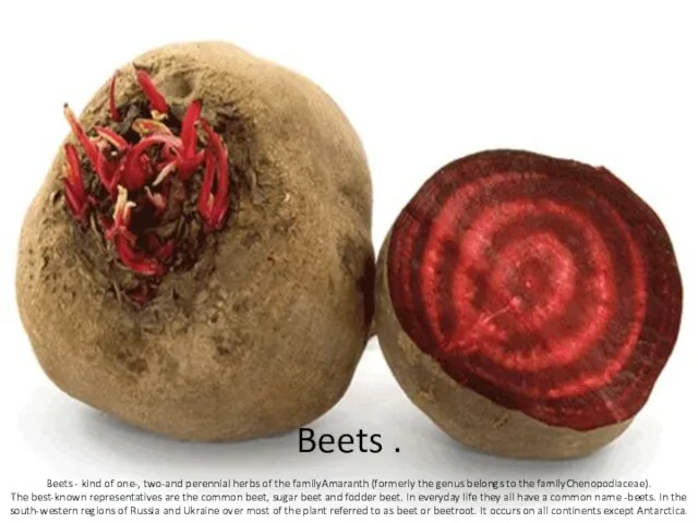 Beets . Beets - kind of one-, two-and perennial herbs of the