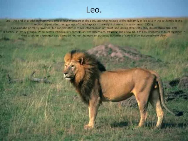 Leo. Leo - the kind of predatory mammals, one of four members