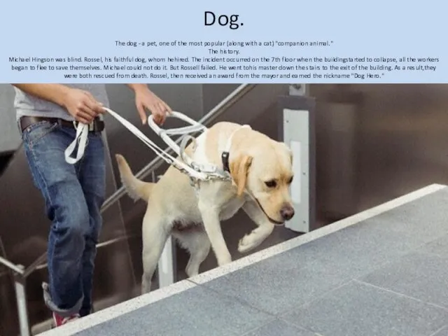 Dog. The dog - a pet, one of the most popular (along