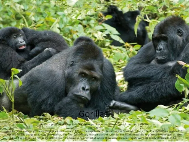 Gorillas. Gorillas - genus of monkeys including the largest modernrepresentatives of the