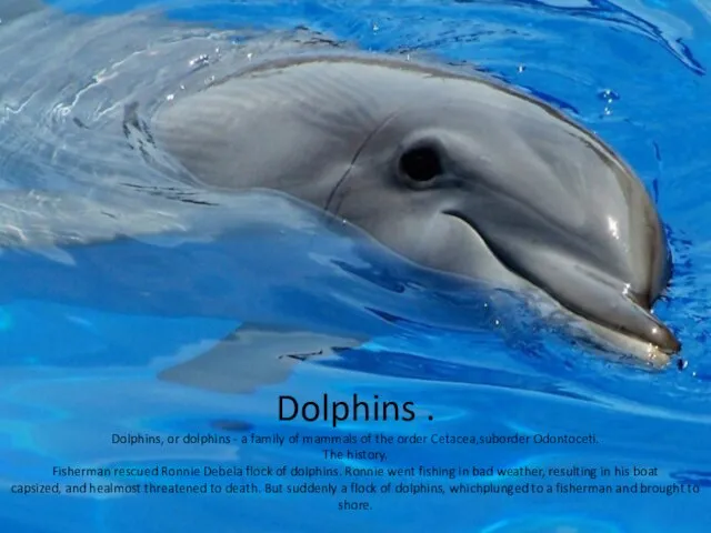 Dolphins . Dolphins, or dolphins - a family of mammals of the