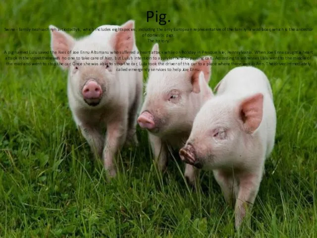 Pig. Swine - family nezhvachnyh artiodactyls, which includes eightspecies, including the only