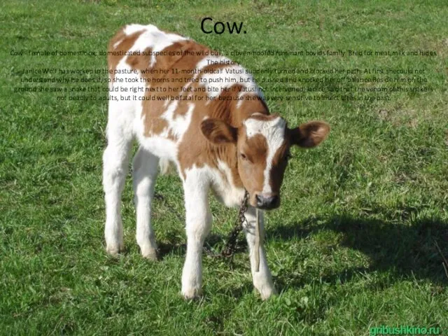 Cow. Cow - female of domestic ox, domesticated subspecies of the wild