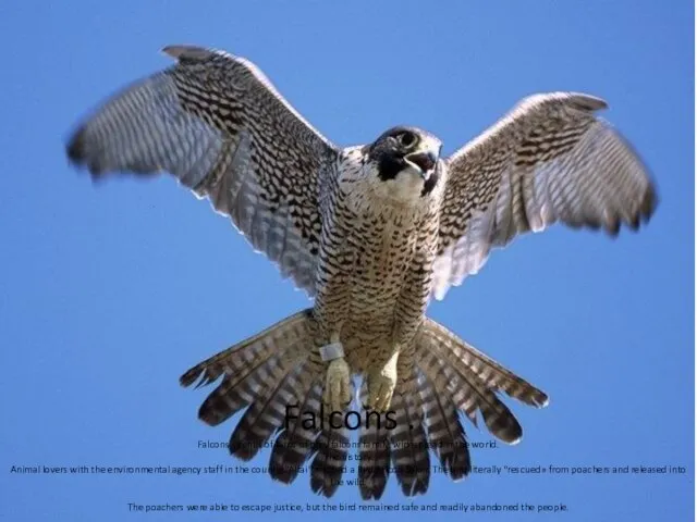 Falcons . Falcons - genus of birds of prey falcons family, widespread