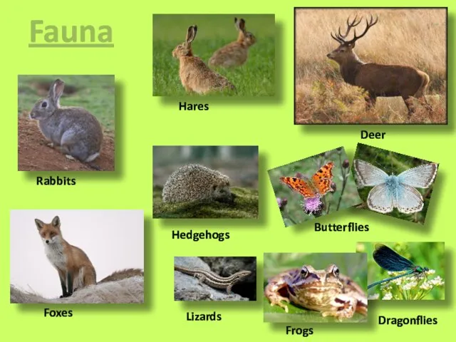 Fauna Hares Rabbits Deer Butterflies Frogs Dragonflies Hedgehogs Lizards Foxes