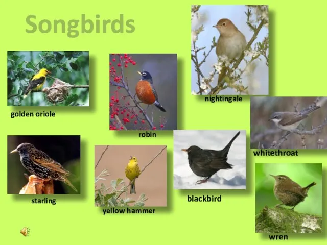 Songbirds nightingale golden oriole robin starling yellow hammer blackbird whitethroat wren