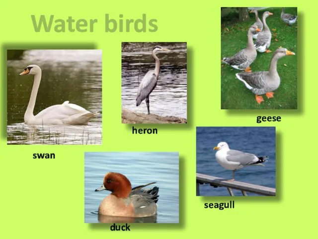 Water birds swan seagull duck geese heron