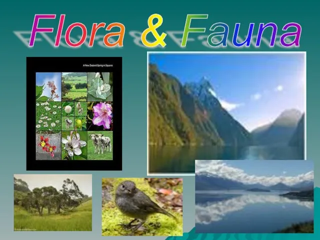 Flora & Fauna