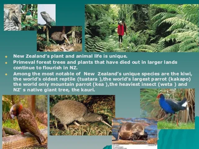 New Zealand’s plant and animal life is unique. Primeval forest trees and